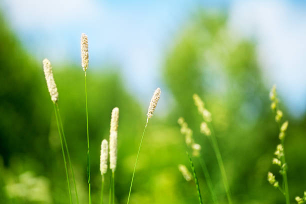istock Fresh green grass field on blue sky blurred background close up, white long stem spikes on wild meadow soft focus macro, beautiful sunny summer lawn, spring season nature, rural grassland landscape 1223568254