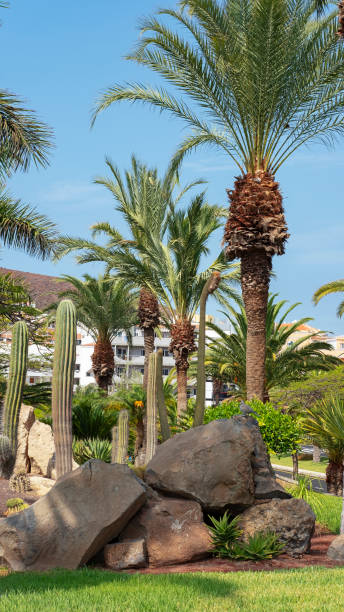 istock Luxuriant corner with landscaped lush vegetation, evergreen palms, grass and mineral elements 1223568342