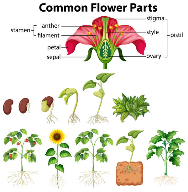 Diagram showing common flower parts on white background Diagram showing common flower parts on white background illustration flower part stock illustrations