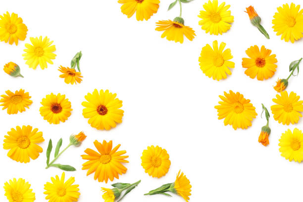 istock marigold flowers isolated on white background. calendula flower. top view 1223568771