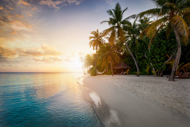 istock Sunset behind a tropical beach with coconut palm trees, sandy beach and emerald ocean 1223569372