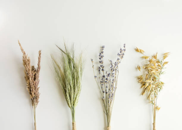 ライ麦、オート麦、ラベンダ�ー、花束の装飾草は白い水平背景にあります。スペース、分離された背景をコピー - lavender dried plant lavender coloured bunch ストックフォトと画像