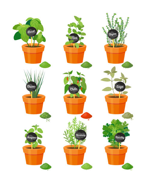 ilustrações de stock, clip art, desenhos animados e ícones de set of useful herbs in brown pots with labels - oregano freshness herb brown