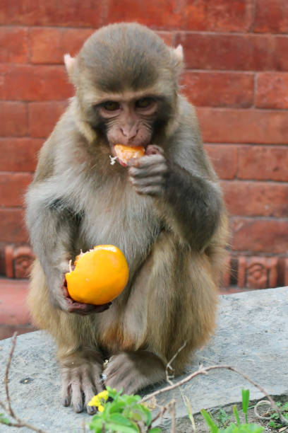 istock Image of infant macaque (Macaca mulatta) monkey, sat on wall eating an orange, feeding on citrus fruit in India 1223571845