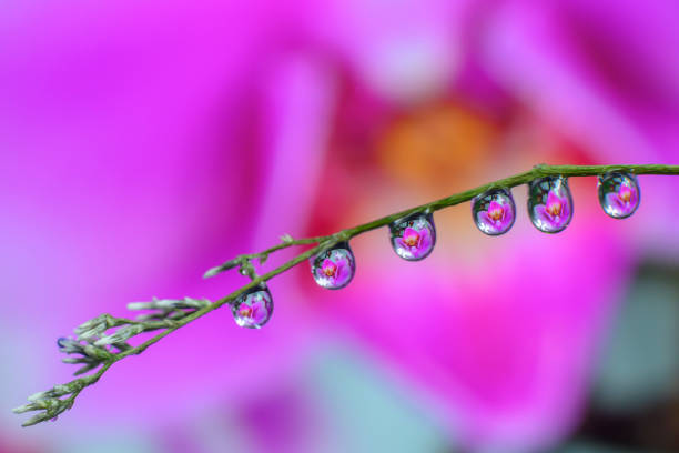 istock Water droplets on the brightly colored leaves 1223571993