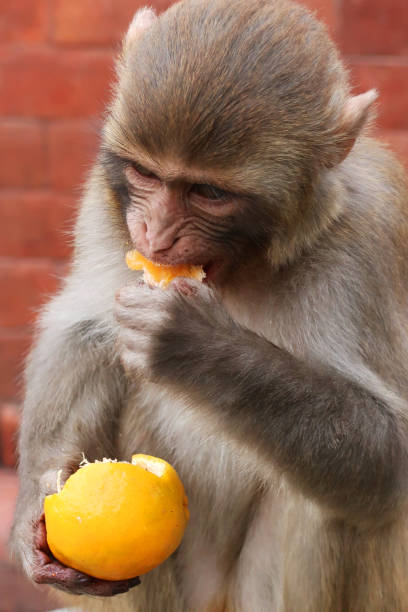 istock Image of infant macaque (Macaca mulatta) monkey, sat on wall eating an orange, feeding on citrus fruit in India 1223572101