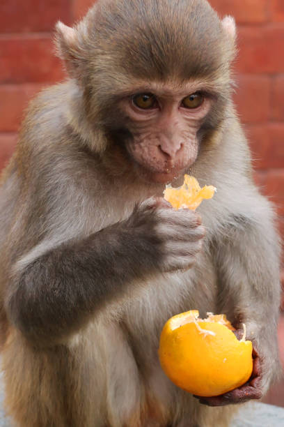 istock Image of infant macaque (Macaca mulatta) monkey, sat on wall eating an orange, feeding on citrus fruit in India 1223572185