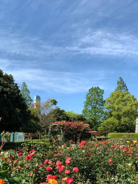 istock Blue sky and rose garden 1223573877