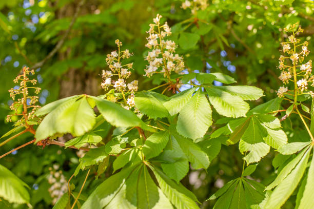 istock Flowering branches of chestnut. 1223574452