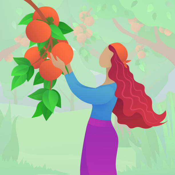 istock Young woman harvesting ripe persimmons 1223576376