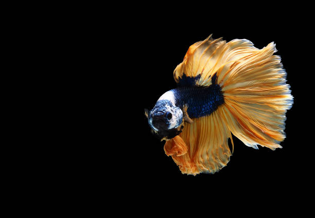 istock Blue and Yellow siamese fighting fish, Betta splendens, on black background with clipping path. 1223579332