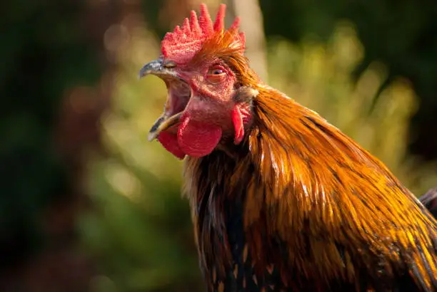 Singing colorful rooster close up shot isolated with shallow depth of field screaming open beak 2020