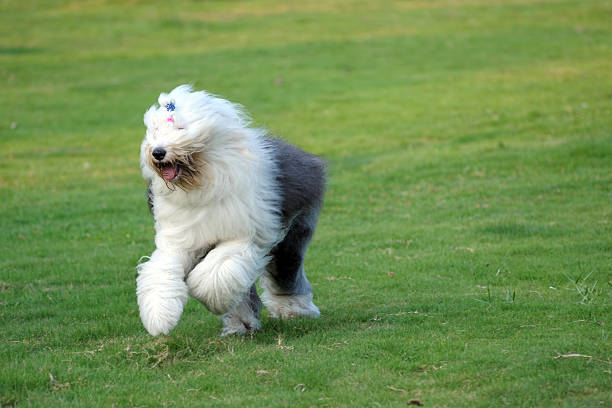 1,500+ Old English Sheep Dog Stock Photos, Pictures & Royalty-Free Images -  iStock