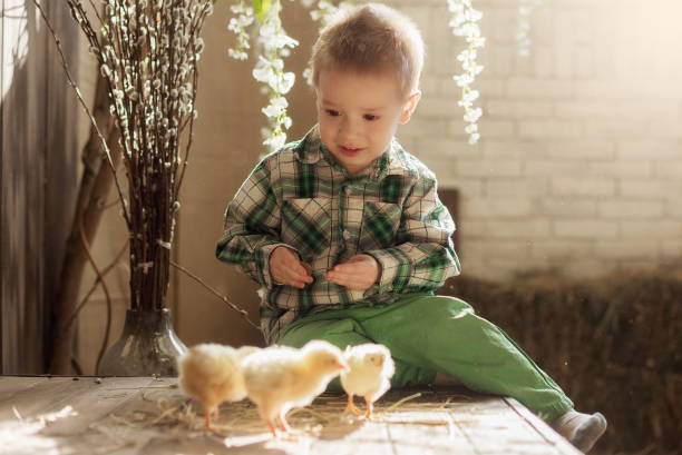 istock Kid is playing with a bunny, duckling, chicken 1223581971