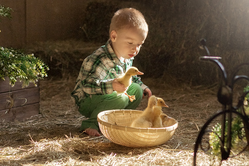 Kid is playing with a bunny, duckling, chicken