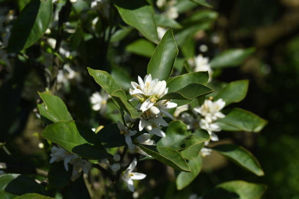 istock Mandarin orange blossoms / Rutaceae evergreen shrub 1223582259