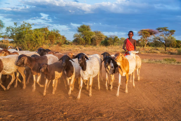 istock Young Masai boy hearding goats, Kenya, Africa 1223583192