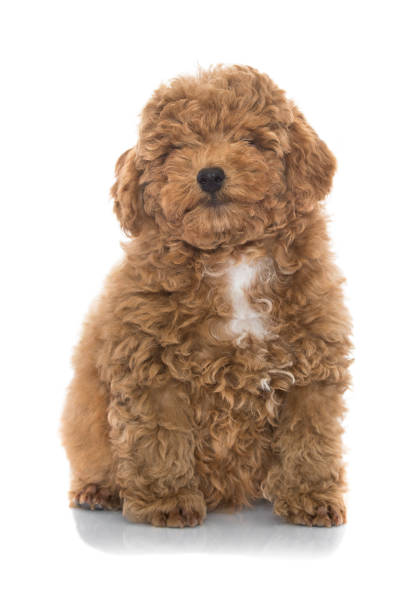 istock Toy poodle apricot pup in studio isolated on white. 1223584345