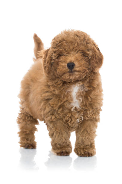 istock Toy poodle apricot pup in studio isolated on white. 1223584355