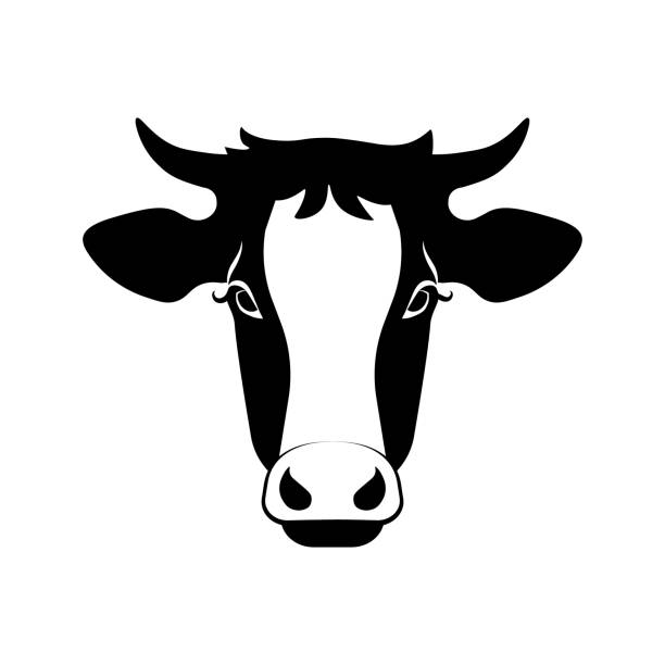 Cow head Front view of cow head. Black and white vector illustration pics of the holstein cow stock illustrations