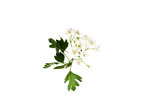 Branch of hawthorn (Crataegus monogyna) with flowers isolated on white background close up