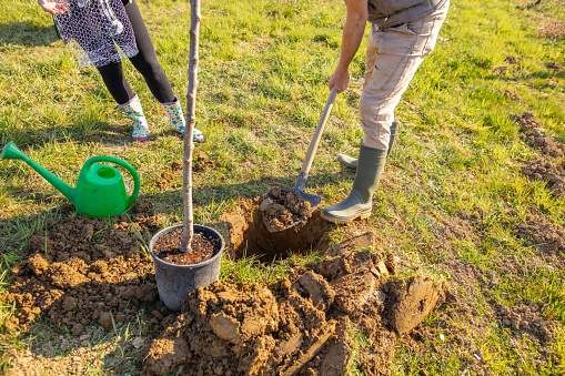 Close up of gardener planting tree, digging with spade. Male peasant wearing blue jeans and plaid shirt taking care of plants in orchard in spring, Concept of plants growing.