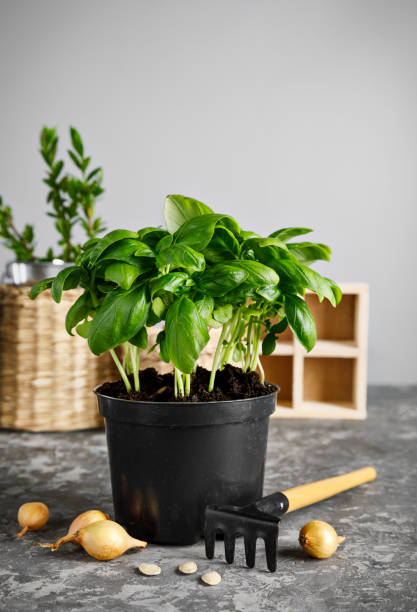 istock Fresh basil in pot with garden tool. 1223586082