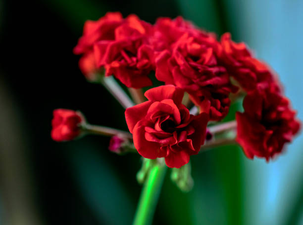 istock red Terry geranium flowers on a blurry background, macro 1223586138
