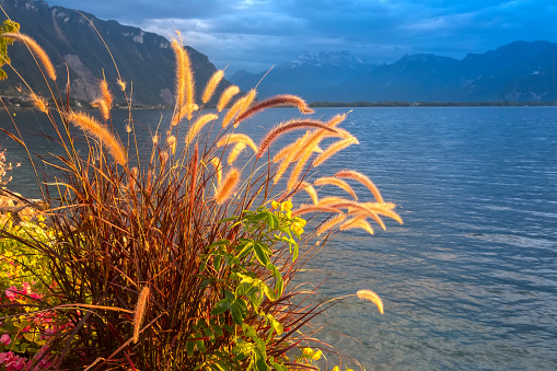 Sunset lake with reed flowers, sunset sun