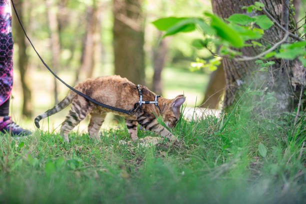 Devon Rex Kitten covering Cat litter in a Public Park - Stock Photo