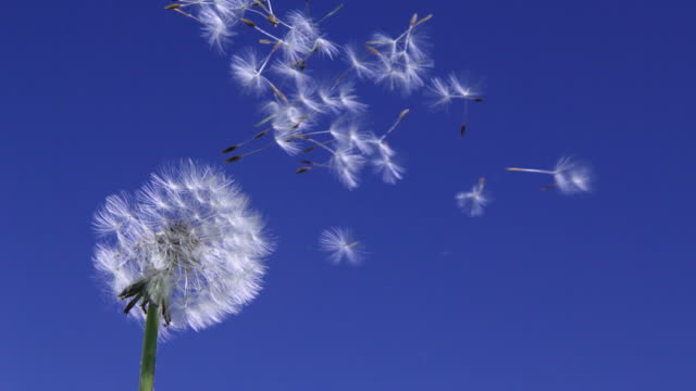 Dandelion blowing away with seeds across a clear blue sky