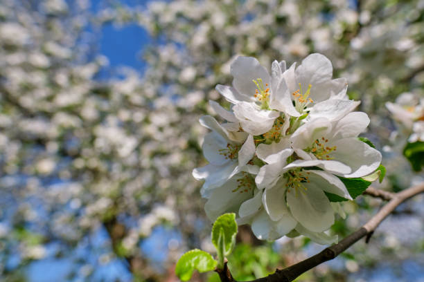 istock blooming apple tree in the garden. Spring time 1223588876