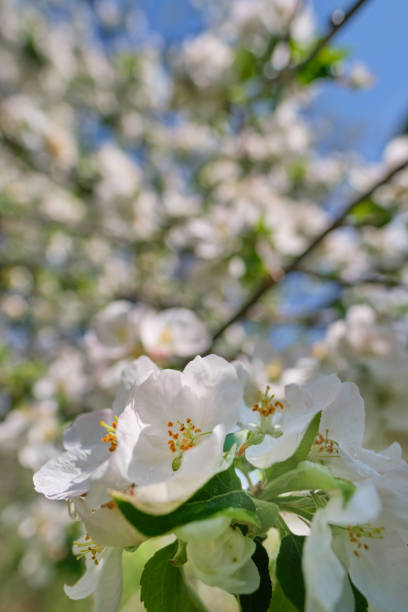 istock blooming apple tree in the garden. Spring time 1223588879