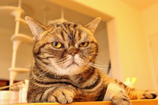 istock A tired look of a cat looking at the camera. 1223589014