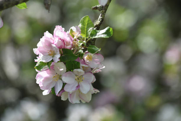istock A detail of apple blossom 1223590631
