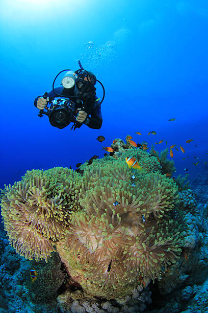 istock Underwater Photographer and Sea Anemones 122359082