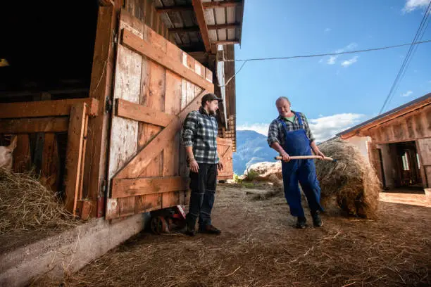 Father and Son on a Farm Feeding the animals with Hay - Stock Photo