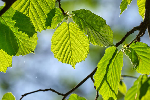 istock Young hazel leaves in spring park in morning sun 1223590904