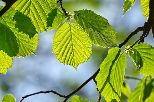 Dry leaf on a twig in a woodland setting.