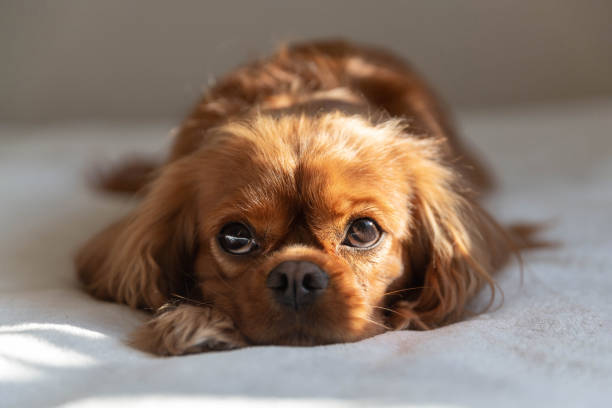 istock Dog relaxing in the sunlight 1223592369