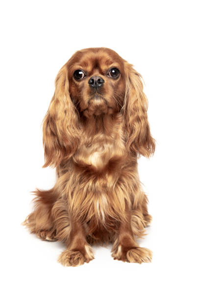 istock Portrait of  cavalier spaniel isolated on white 1223592377