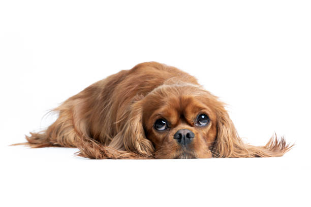 istock Portrait of relaxed cavalier spaniel 1223592383