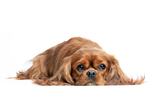 istock Portrait of relaxed cavalier spaniel 1223592387