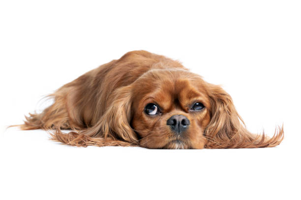 istock Portrait of cute cavalier spaniel 1223592389