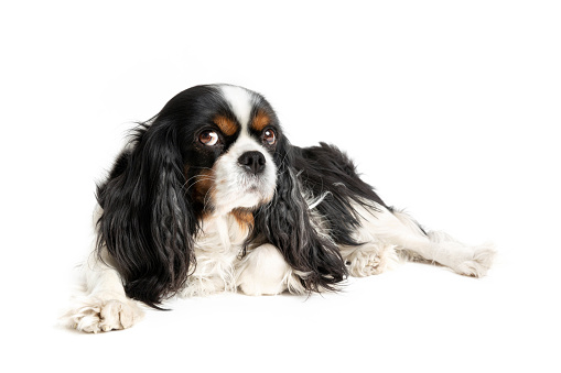 Portrait of cute cavalier spaniel isolated on white background