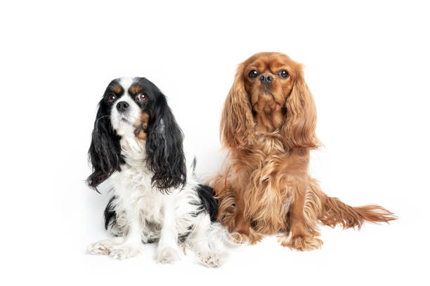 istock Portrait of cute cavalier spaniels 1223592393