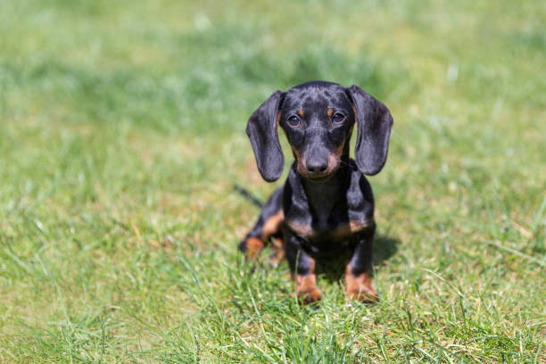 istock Cute puppy of dachshund 1223592409