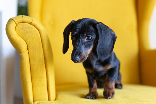Cute puppy of dachshund sitting on yelllow armchair