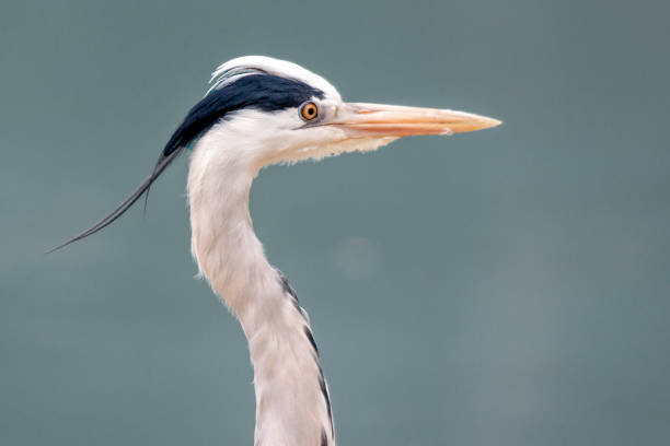 istock Heron cocoi in close-up at the water's edge 1223592476