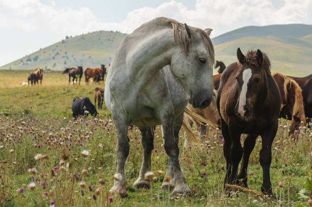 istock horses in freedom 1223593593
